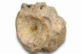 Fossil Synapsid (Lupeosaurus) Vertebra - Texas #251365-1